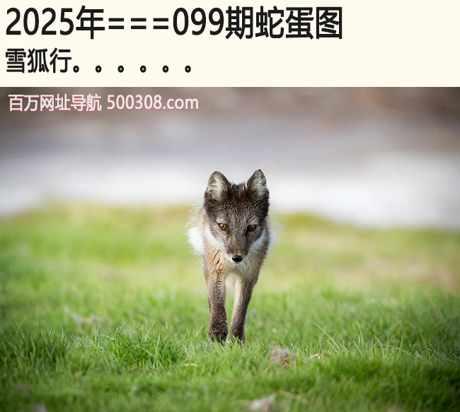 099期蛇蛋图：雪狐行.....