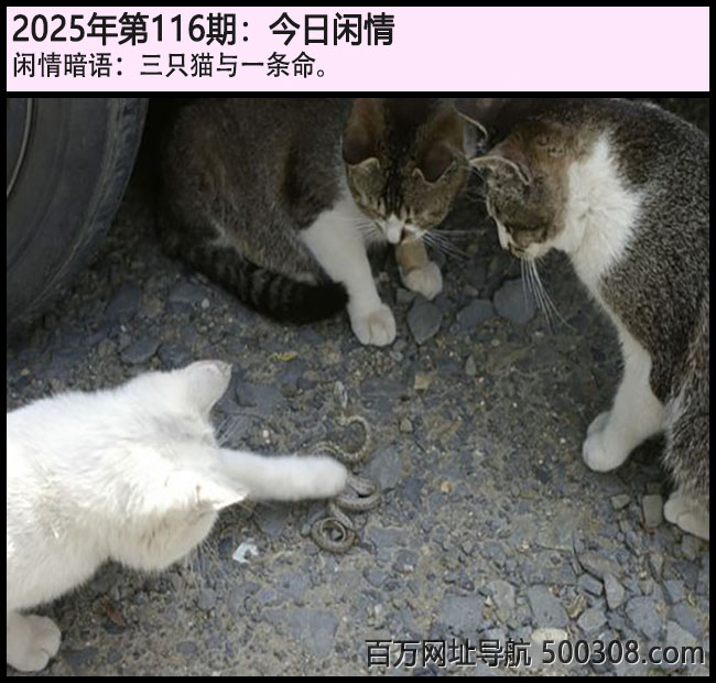 116ڽ飺ֻèһ