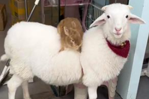 2025年第118期幽默猜测：温暖座骑