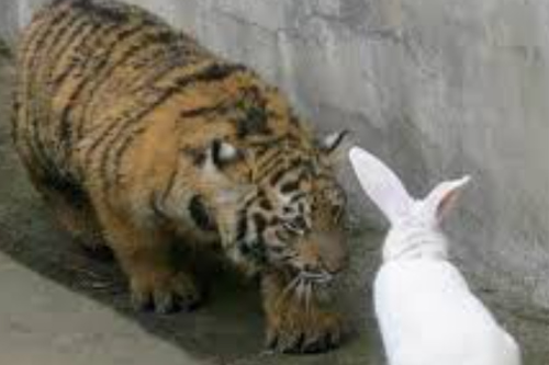 2025年第125期幽默猜测：凶兔教训虎