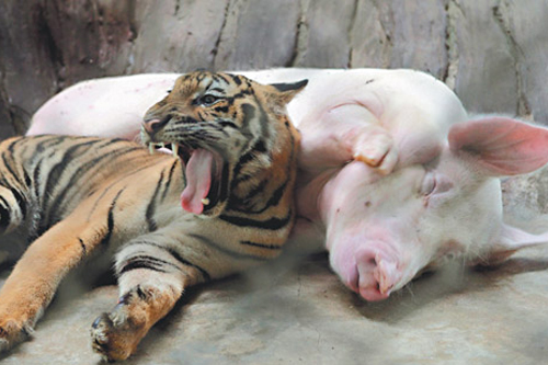 2025年第131期幽默猜测：午后相依