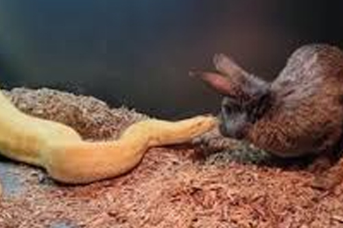 2025年第132期幽默猜测：对峙