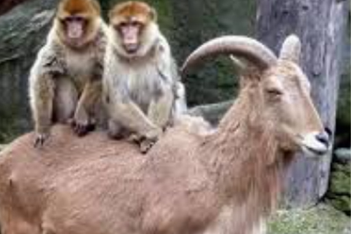 2025年第134期幽默猜测：双猴骑羊记