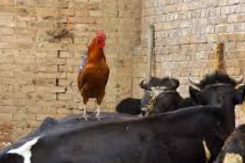 2026���002����Ĭ�²⣺ţ���ϵ�С����