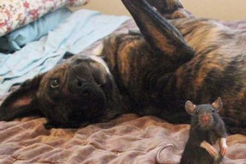 2026年第003期幽默猜测：床边的呆望