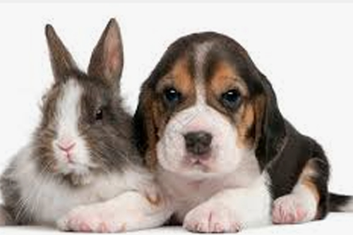 2026年第004期幽默猜测：草地的约定