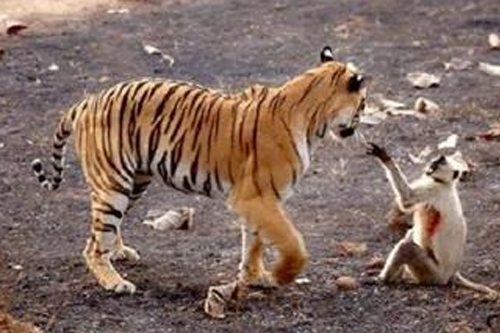 2026年第005期幽默猜测：山路相逢