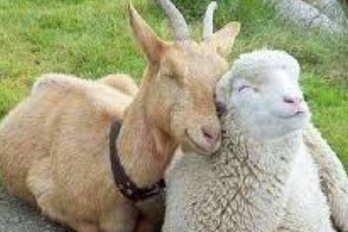 2026年第006期幽默猜测：相依的清晨