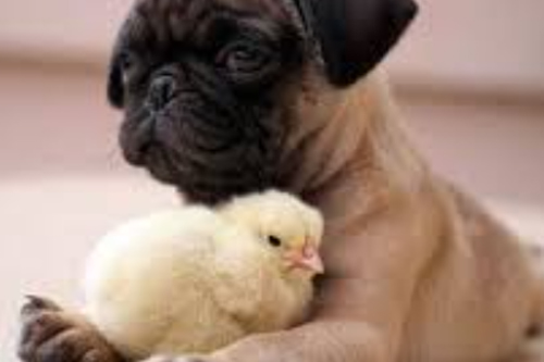 2026���012����Ĭ�²⣺�¶�