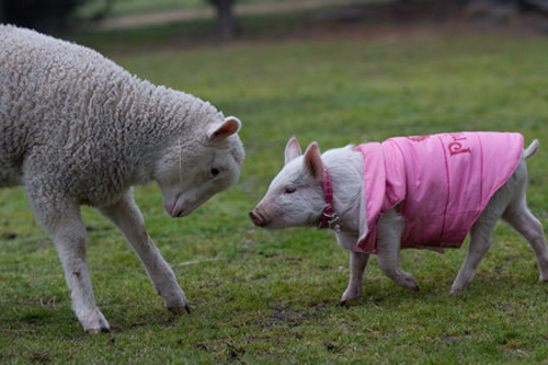 2026年第013期幽默猜测：相遇