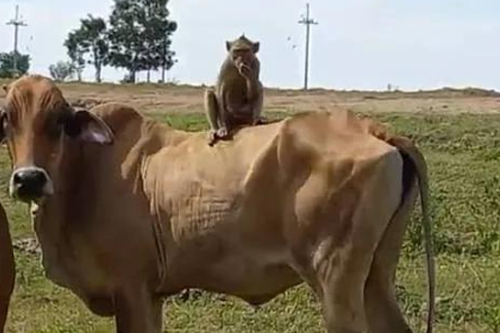 2026���014����Ĭ�²⣺ţ���ϵ��ð�