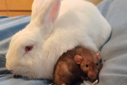 2026年第017期幽默猜测：怀中的盟友