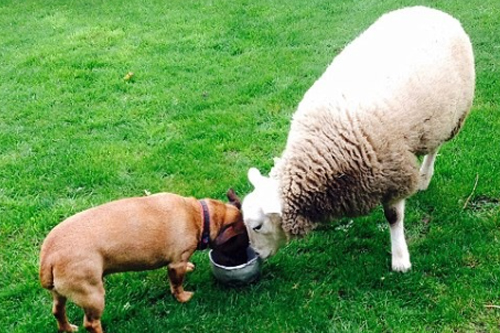 2026年第018期幽默猜测：同碗的约定