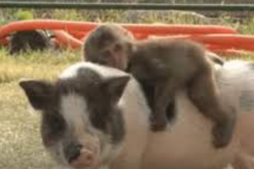 2026年第019期幽默猜测：背上的旅伴