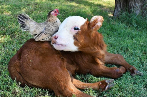 2026年第020期幽默猜测：温暖