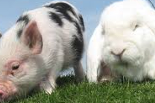 2026年第021期幽默猜测：勇气