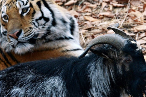 2026年第022期幽默猜测：意外