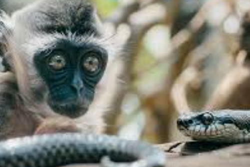 2026年第024期幽默猜测：林间的误会