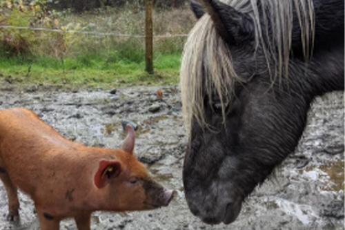 2026年第025期幽默猜测：泥地里的约定