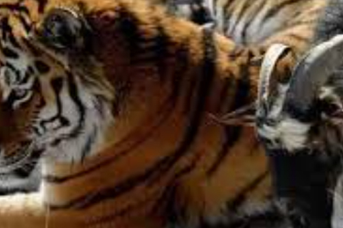 2026年第027期幽默猜测：雪林奇遇