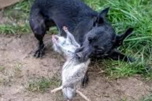 2026年第028期幽默猜测：泥地里的误会