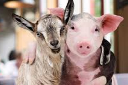 2026年第029期幽默猜测：围栏边的争吵