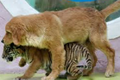 2026年第031期幽默猜测：山林里的新朋友