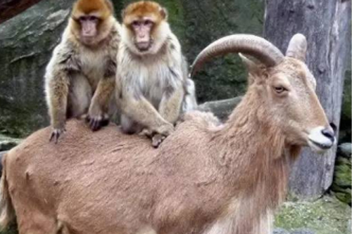 2026年第034期幽默猜测：捣蛋