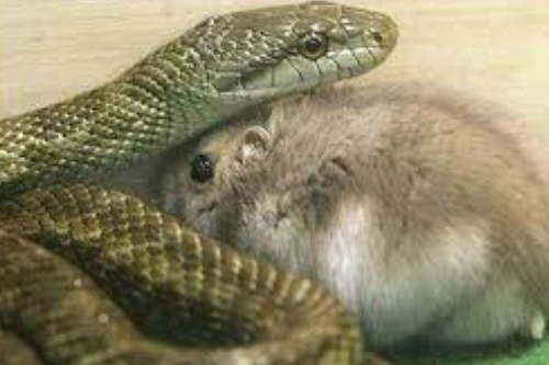 2026���046����Ĭ�²⣺�����ı߽�