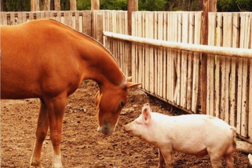 2026年第060期幽默猜测：围栏里的新朋友