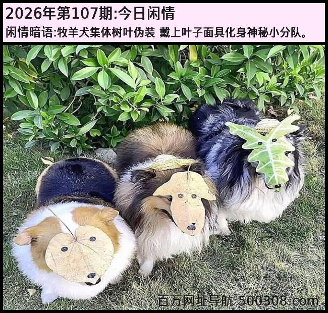 107�ڽ������飺����Ȯ������Ҷαװ_����Ҷ����߻�������С�ֶӡ�
