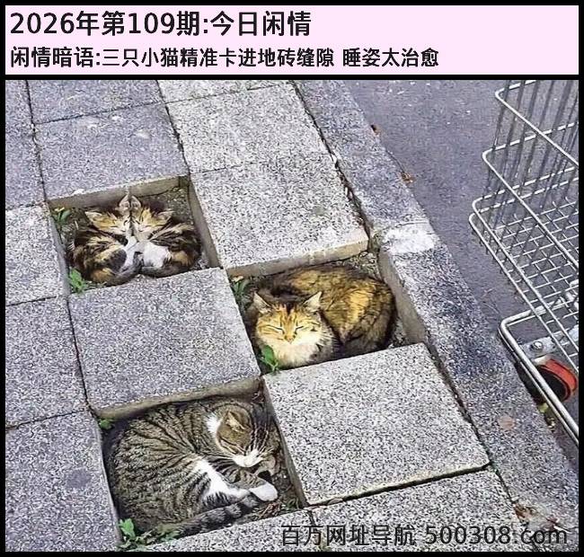 109�ڽ������飺��ֻСè��׼������ש��϶_˯��̫����